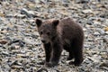 Portrait of a cute three month old little grizzly baby- Alaska