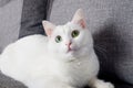 Portrait of Cute Turkish Angora cat Royalty Free Stock Photo