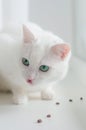 Portrait of Cute Turkish Angora cat Royalty Free Stock Photo
