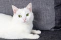 Portrait of Cute Turkish Angora cat Royalty Free Stock Photo