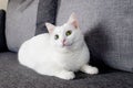 Portrait of Cute Turkish Angora cat