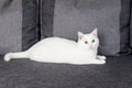 Portrait of Cute Turkish Angora cat Royalty Free Stock Photo