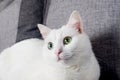 Portrait of Cute Turkish Angora cat Royalty Free Stock Photo