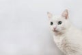 Portrait of Cute Turkish Angora cat on the white wall Royalty Free Stock Photo