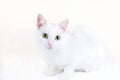 Portrait of Cute Turkish Angora cat Royalty Free Stock Photo