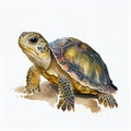 Portrait of a cute turtle watercolor illustration Royalty Free Stock Photo