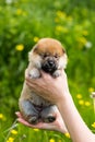 Portrait of cute two weeks old shiba inu puppy in the hands of the owner in the buttercup meadow Royalty Free Stock Photo