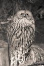 Portrait of cute ural owl day dreaming in black and white sepia