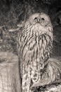 Portrait of cute ural owl day dreaming in black and white sepia