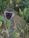 Portrait of cute vervet monkey sitting on forest floor in the wild Meru National Park, Kenya Royalty Free Stock Photo