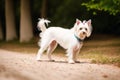 Portrait of a Cute West Highland White Terrier dog. Yorkshire Terrier. Generative AI