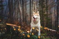 Portrait of cute wet dog breed siberian husky sitting in the late autumn forest on rainy day