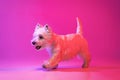 Portrait of cute white beautiful West Highland Terrier posing isolated on pink background in neon light.