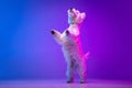 Portrait of cute white beautiful West Highland Terrier posing isolated on purple background in neon light. Royalty Free Stock Photo