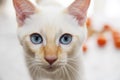 Portrait of a cute white Bobtail kitten