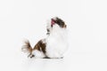 Portrait of cute white brown dog, little puppy Shih Tzu sitting on floor isolated over white studio background. Concept Royalty Free Stock Photo