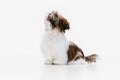 Portrait of cute white brown dog, little puppy Shih Tzu sitting on floor isolated over white studio background. Concept Royalty Free Stock Photo