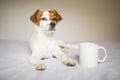 Portrait of a cute white and brown small dog sitting on bed. Cup of coffee besides. Home, pets indoors Royalty Free Stock Photo