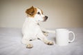 Portrait of a cute white and brown small dog sitting on bed. Cup of coffee besides. Home, pets indoors