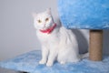 Portrait of a cute white cat close-up on the background of a blue scratching post. Royalty Free Stock Photo