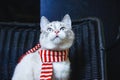 Portrait of a cute white cat in striped scarf looking up close up horizontal