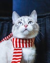 Portrait of a cute white cat in striped scarf looking up close up vertical
