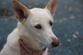 Portrait of a cute white dog with a shy look wearing a neckerchief