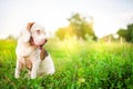 Portrait of a cute white fur beagle dog sitting on the green grass out door in the field. Focus on face,shallow depth of field Royalty Free Stock Photo