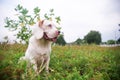 Portrait of a cute white fur beagle dog sitting on the green grass out door in the field. Focus on face,shallow depth of field Royalty Free Stock Photo