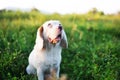 Portrait of a cute white fur beagle dog sitting on the green grass out door in the field. Focus on face,shallow depth of field Royalty Free Stock Photo