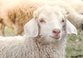 Portrait of a cute white goat farm in the village Royalty Free Stock Photo