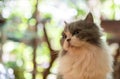 Portrait of Cute white and gray Persian cat on bokeh background, pet and animal