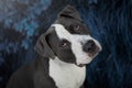 Portrait of pitbull dog on blue background