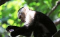 Portrait of cute White-headed Capuchin Monkey in high quality hanging in the costa rican jungle close to the beach Royalty Free Stock Photo