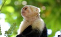 Portrait of cute White-headed Capuchin Monkey in high quality hanging in the costa rican jungle close to the beach Royalty Free Stock Photo