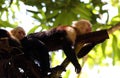 Portrait of cute White-headed Capuchin Monkey in high quality hanging in the costa rican jungle close to the beach Royalty Free Stock Photo