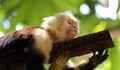 Portrait of cute White-headed Capuchin Monkey in high quality hanging in the costa rican jungle close to the beach Royalty Free Stock Photo