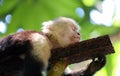 Portrait of cute White-headed Capuchin Monkey in high quality hanging in the costa rican jungle close to the beach Royalty Free Stock Photo