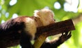 Portrait of cute White-headed Capuchin Monkey in high quality hanging in the costa rican jungle close to the beach Royalty Free Stock Photo