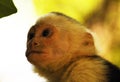 Portrait of cute White-headed Capuchin Monkey in high quality hanging in the costa rican jungle close to the beach Royalty Free Stock Photo