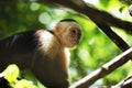 Portrait of cute White-headed Capuchin Monkey in high quality hanging in the costa rican jungle close to the beach Royalty Free Stock Photo