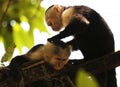 Portrait of cute White-headed Capuchin Monkey in high quality hanging in the costa rican jungle close to the beach Royalty Free Stock Photo