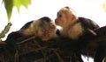 Portrait of cute White-headed Capuchin Monkey in high quality hanging in the costa rican jungle close to the beach Royalty Free Stock Photo