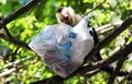 Portrait of cute White-headed Capuchin Monkey with a trash bag high quality hanging in the costa rican jungle close to the beach Royalty Free Stock Photo