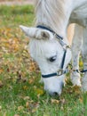 Portrait of a cute white horse eating grass Royalty Free Stock Photo