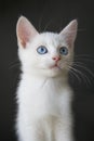 Portrait of a cute white kitten with blue eyes Royalty Free Stock Photo
