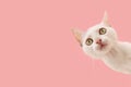 Portrait cute white kitten cat peeking out from behind a pink banner. Isolated on pink pastel background Royalty Free Stock Photo