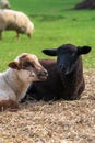 Portrait of cute white lamb and black lamb sitting on straw on green meadow in Germany. Animal friendship, free-range husbandry Royalty Free Stock Photo