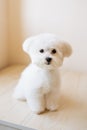 Portrait of a cute white long-haired Maltese. The puppy is 4 month old on the picture after grooming