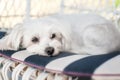 Portrait of cute white Maltese dog resting and enjoying garden Royalty Free Stock Photo